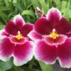 Mps. Rouge 'Picardie'
