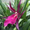 Mtssa. Royal Robe- Blooming size