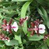 09/25/23 Special- 36 Plants in bud/spike!