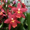 Wils. Space Mine 'Red Rendezvous'- Blooming size Sale!