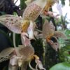 Stanhopea oculata   6" basket - Blooming size.