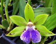 Zygopetalums