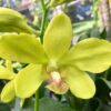 Den. Waianae Valley 'Kurashige'
