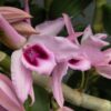 Den. anosmum x sib- Blooming size