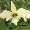 Den. Bill Takematsu