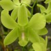 Den. Pongtong Green