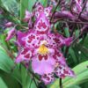 Wils. Calico Gem -Blooming size