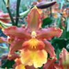 Odcdm. Catatante 'Kilauea Karma'- Blooming size