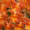 September Orchid of the Month - Odcdm. Catatante Sunny Kalapana