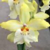 Vuyl. Celtic Sun- Non Blooming
