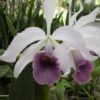Lc. C.G.Roebling 'Beachview'-Non Bloom