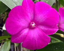 Dendrobiums