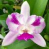 Ctna. Ethel's Paradise- Blooming Size