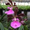 Encyclia Nursery Rhyme Hybrid