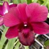 Den. Thailand x Susanne Neal with Black Eco Pot (Retail Orders)
