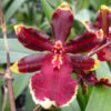 Odcdm. Wildcat 'Golden Red Star'- Blooming size