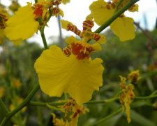 Oncidium