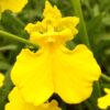 Onc. Gower Ramsey 'Pure Yellow'-Blooming size