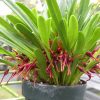 Masd. herradurae- Blooming size