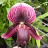 Paph. Maudiae Hybrids