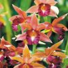 Phaius Lady Ramona Harris 'Here's Looking at You'-  Blooming Size