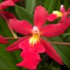 Burr. Living Fire 'Glowing Embers'- Blooming size  SALE!