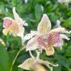 Den. Chocolate Chip -Blooming size-