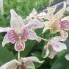 Den.  Royal Chip- Blooming size