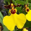Onc. Moonshadow 'Tiger Tail'