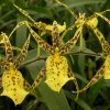 Brsdm. Nittany Gold 'Dr John' AM/AOS - Blooming size - with Yellow Ecopot (Retail Only)
