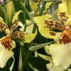 Mtdm. Pacific Paragon 'Honey Butter'
