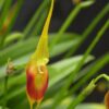 Masd. pinocchio 'Cheyenne'- non bloom