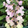 Incdm. Popcorn 'Highlands'
