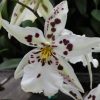 Bllra. Tropic Lily 'Chocolate Drop'