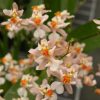 3" Onc. Tsiku Marguerite  -Blooming size