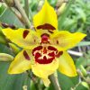 Odontocidium Wildcat 'Yellow'