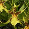 Mclna. Yellow Star 'Okika'- Blooming size